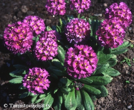 Primula denticulata 'Rubin'